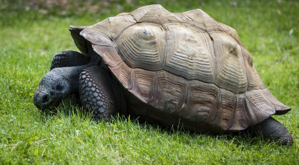 Free Image of Large Tortoise Walking Across Lush Green Field 