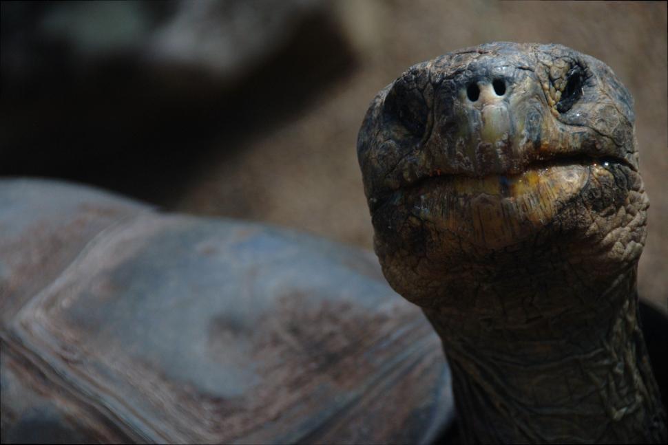 Free Image of Close Up of Tortoise With Mouth Open 