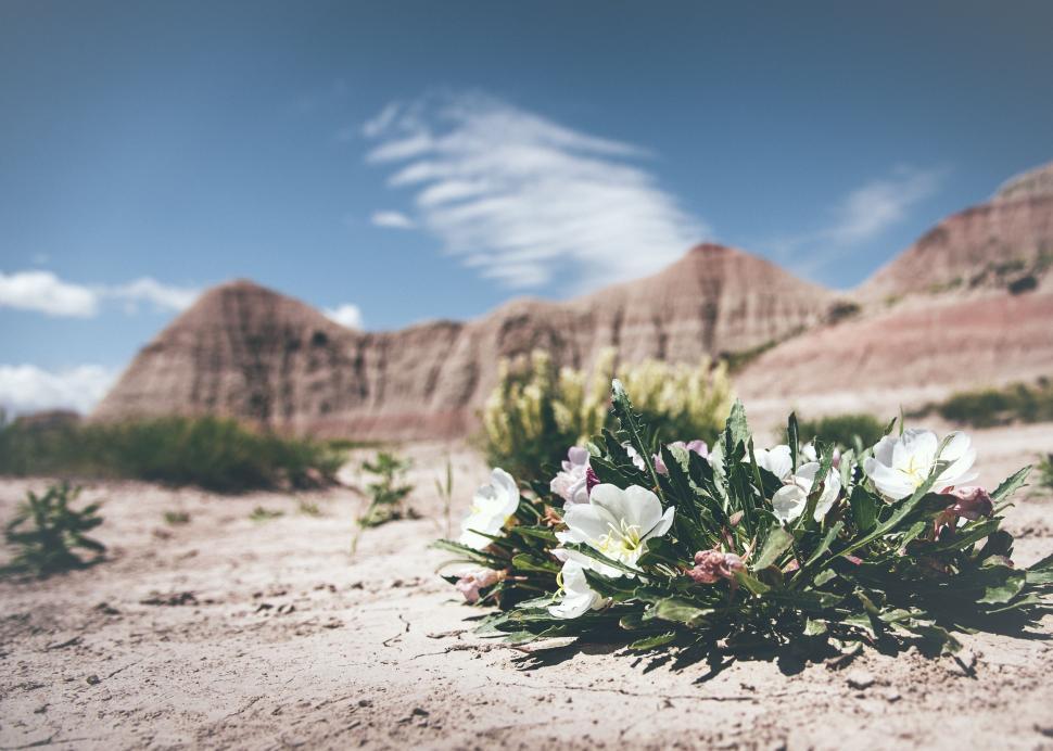 Free Image of Desert Scene With Flowers and Mountains 
