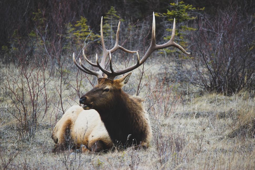 Free Image of Large Elk Laying Down in Field 