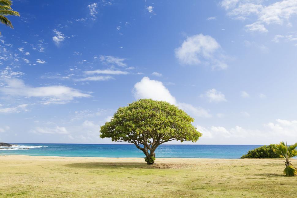 Free Image of Tree Stands Tall on Beach Against Ocean Backdrop 