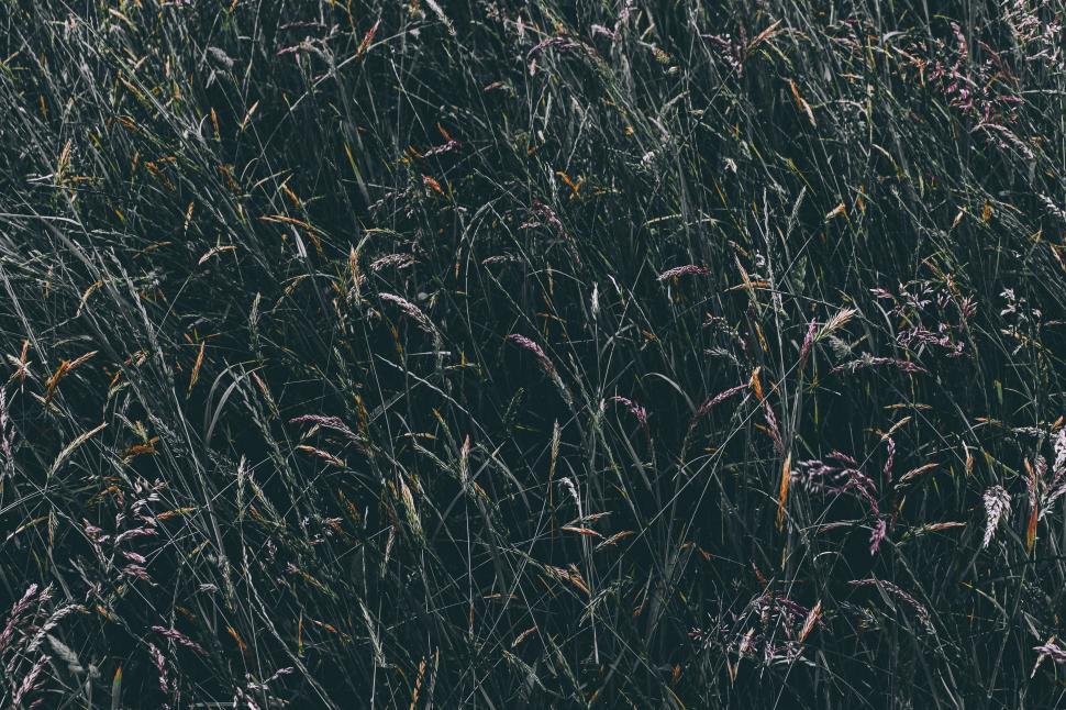 Free Image of Field of Tall Grass With Sky Background 