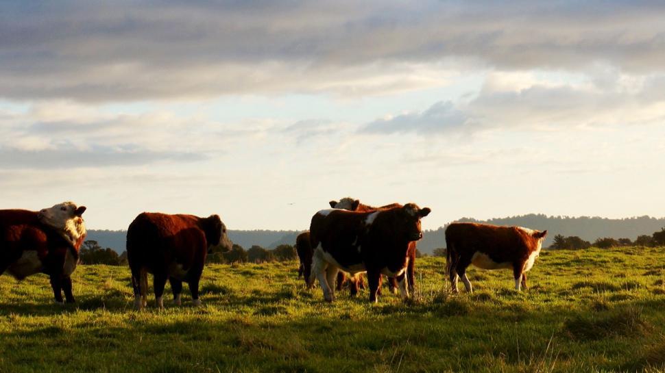 Free Image of Cattle Herd Grazing on Lush Green Field 