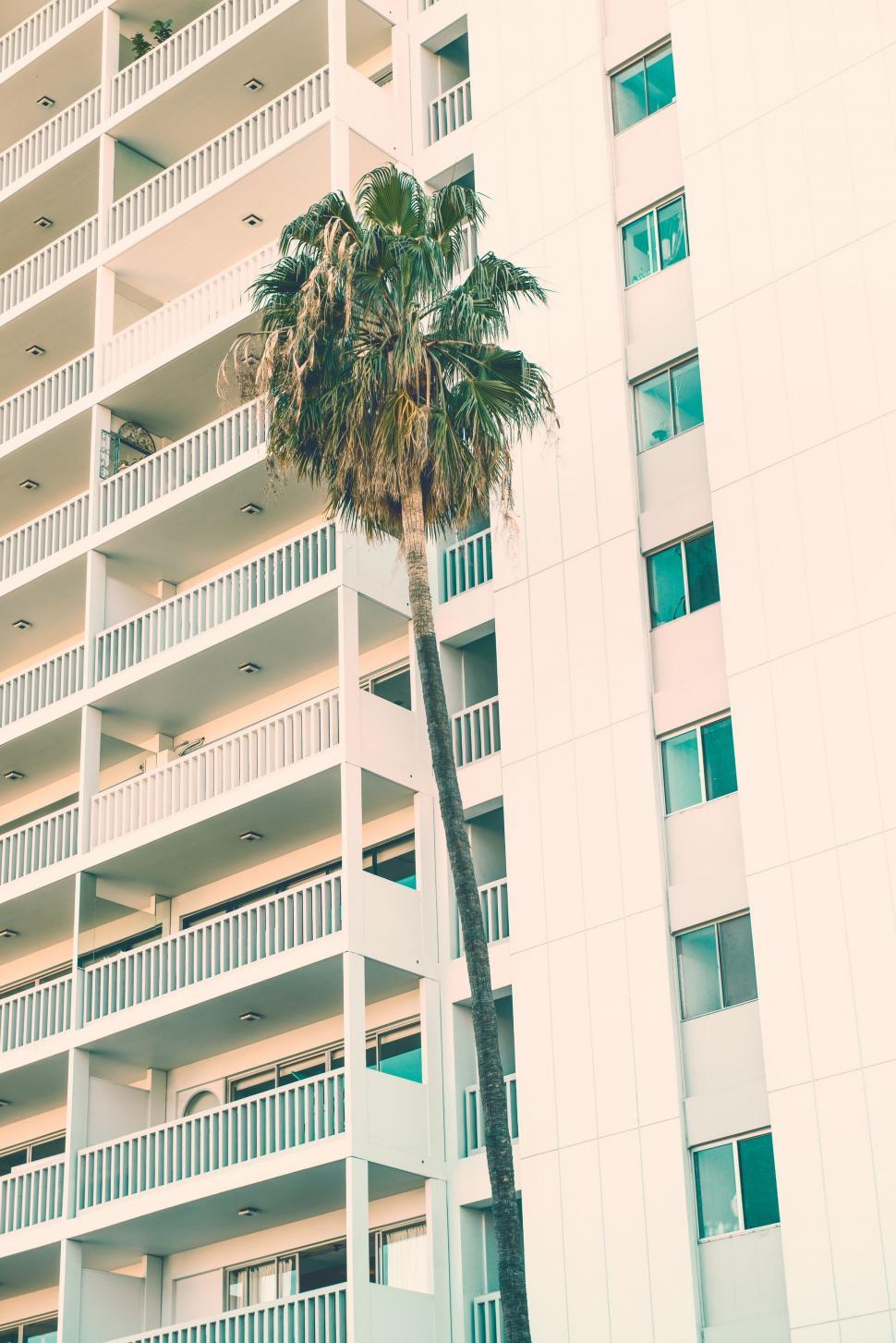 Free Image of Tall White Building With Palm Tree 
