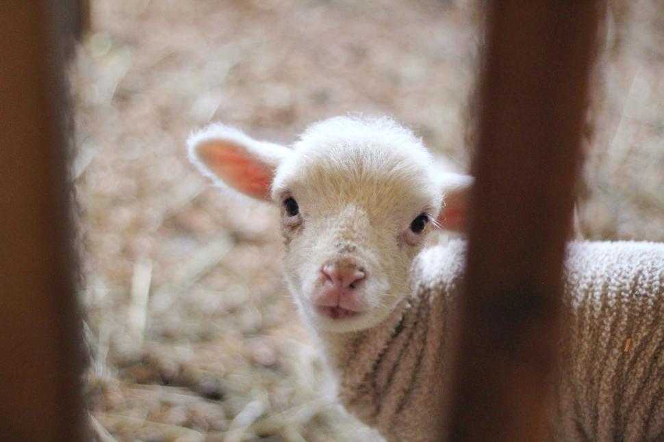 Free Image of Curious Baby Lamb in Pen 
