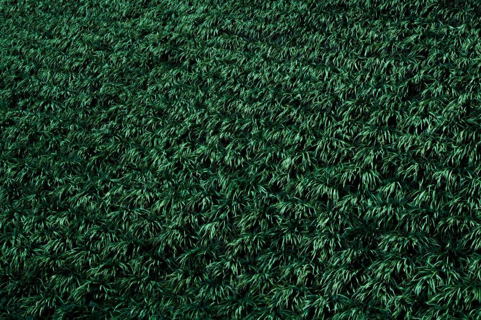 Free Image of Close Up View of a Green Carpet 