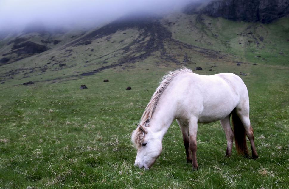 Free Image of White Horse Grazing in Lush Green Field 