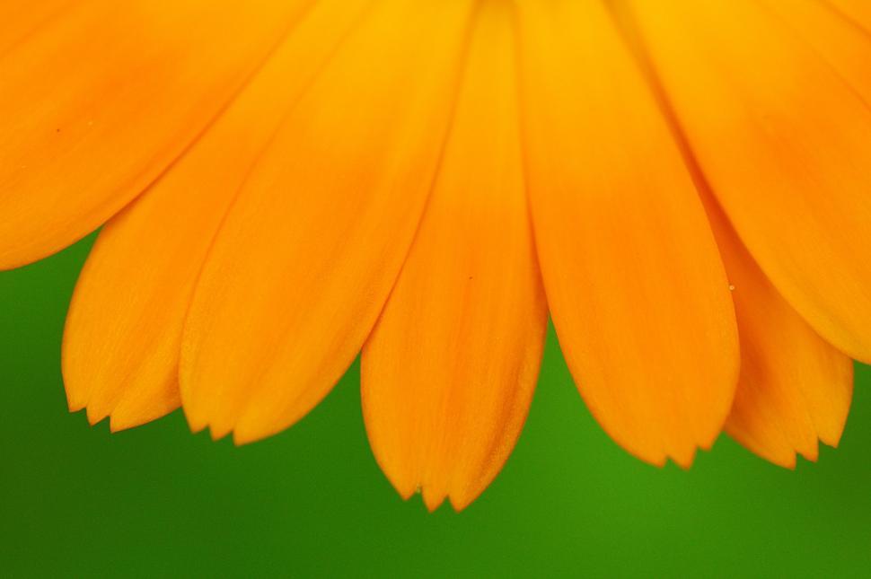 Free Image of Close Up of a Yellow Flower on Green Background 