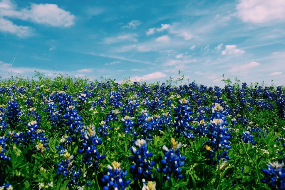 Free Image of Field of Blue Flowers Under Blue Sky 