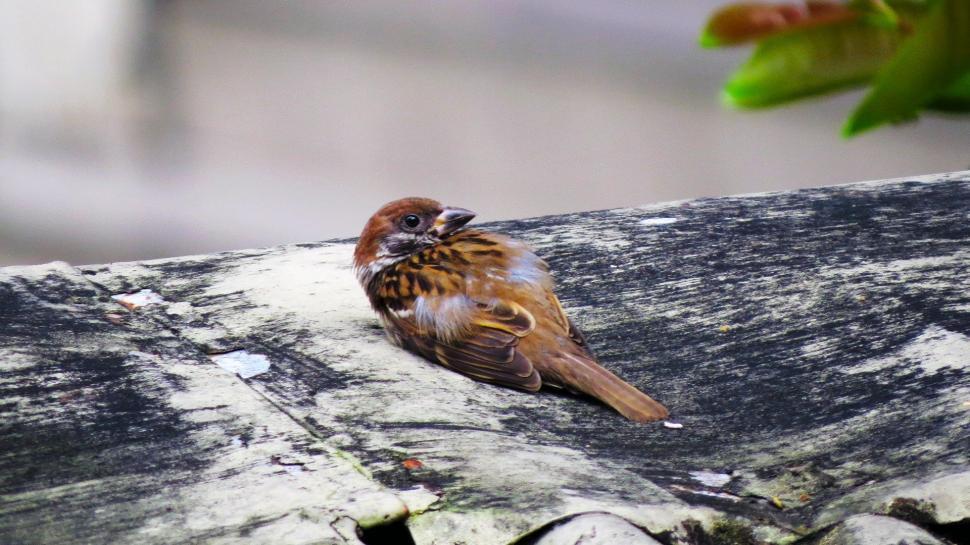 Free Image of Small Bird Perched on Wooden Bench 