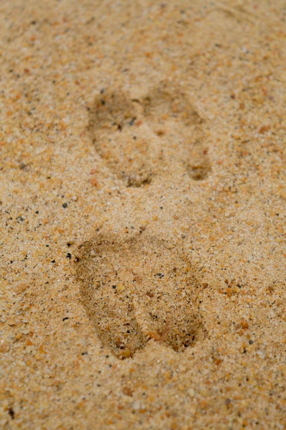 Free Image of Birds Footprints in the Sand on a Beach 