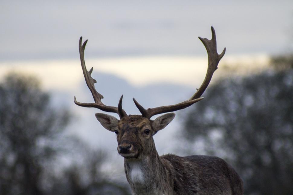 Free Image of Majestic Deer With Antlers in Field 