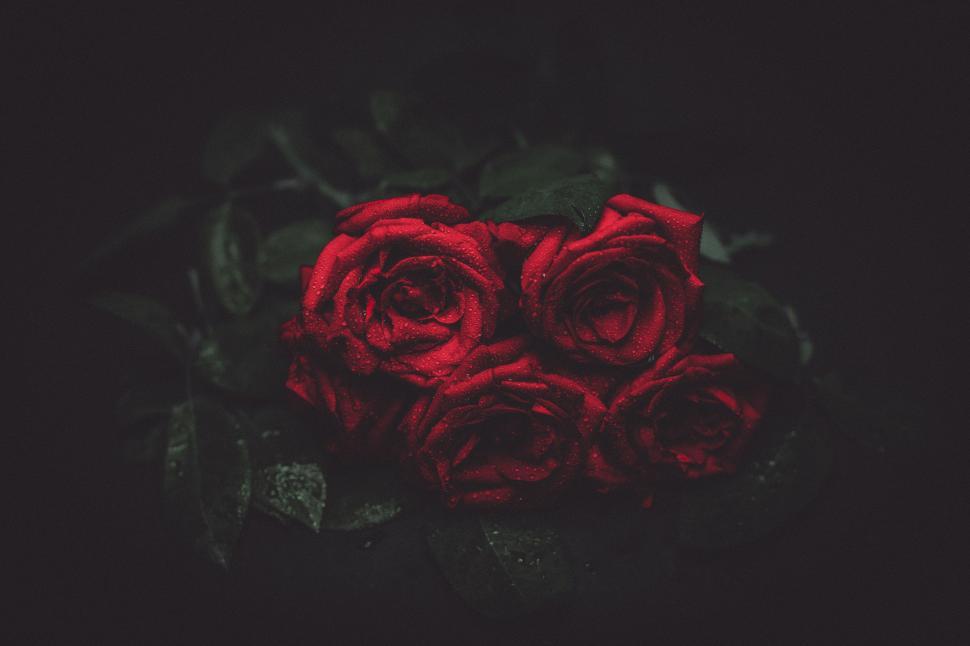 Free Image of Red Roses on Black Background 