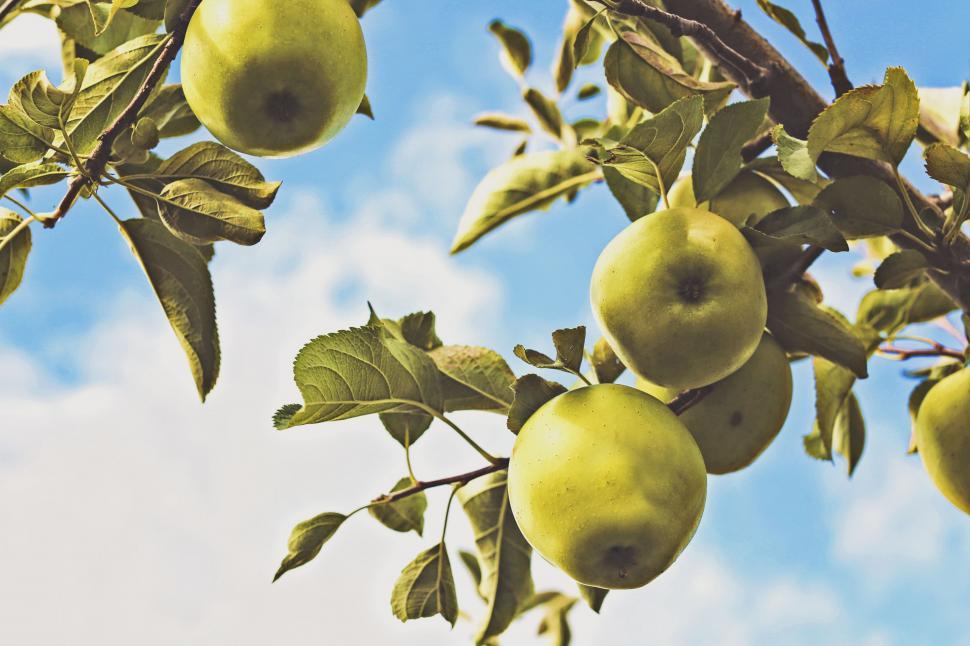 Free Image of Tree Abundant With Green Apples Under Blue Sky 