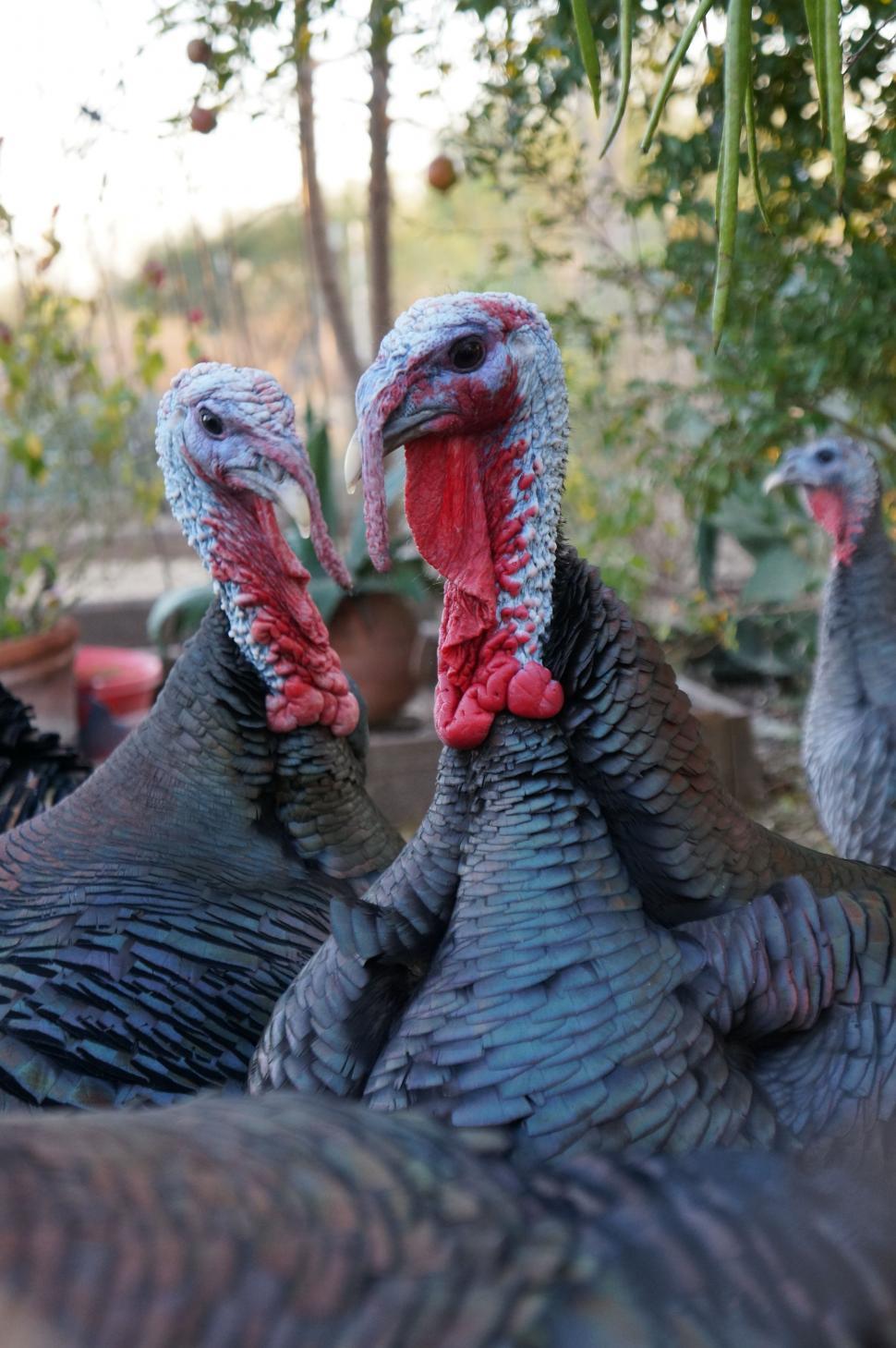 Free Image of Group of Turkeys Standing Together 