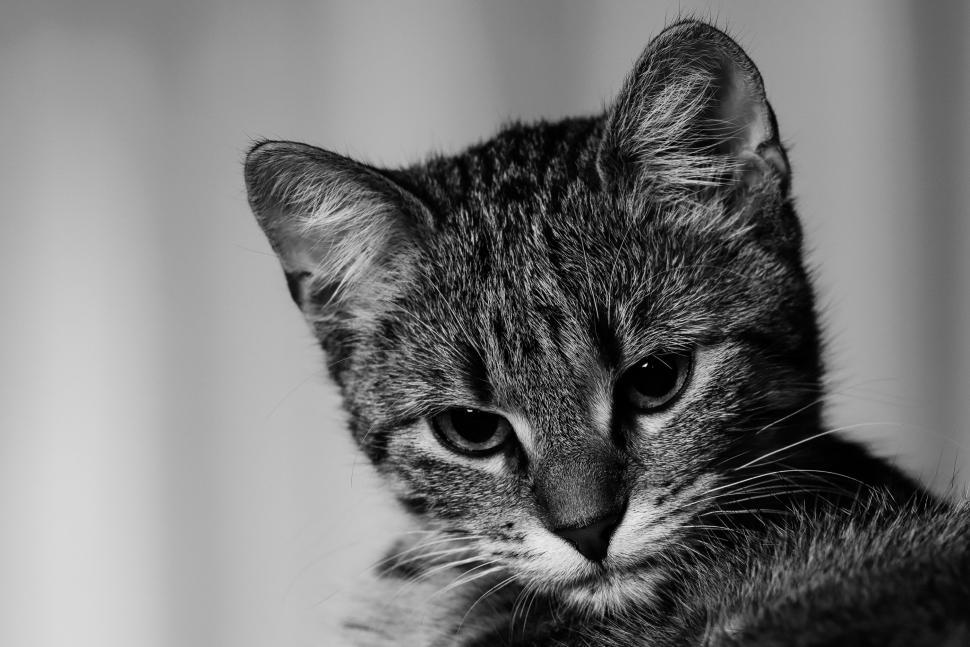 Free Image of Majestic Cat in Monochrome 