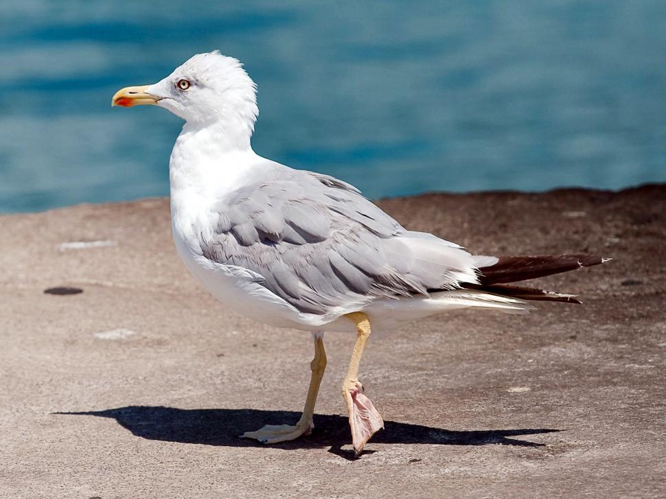Free Image of Young seagull 