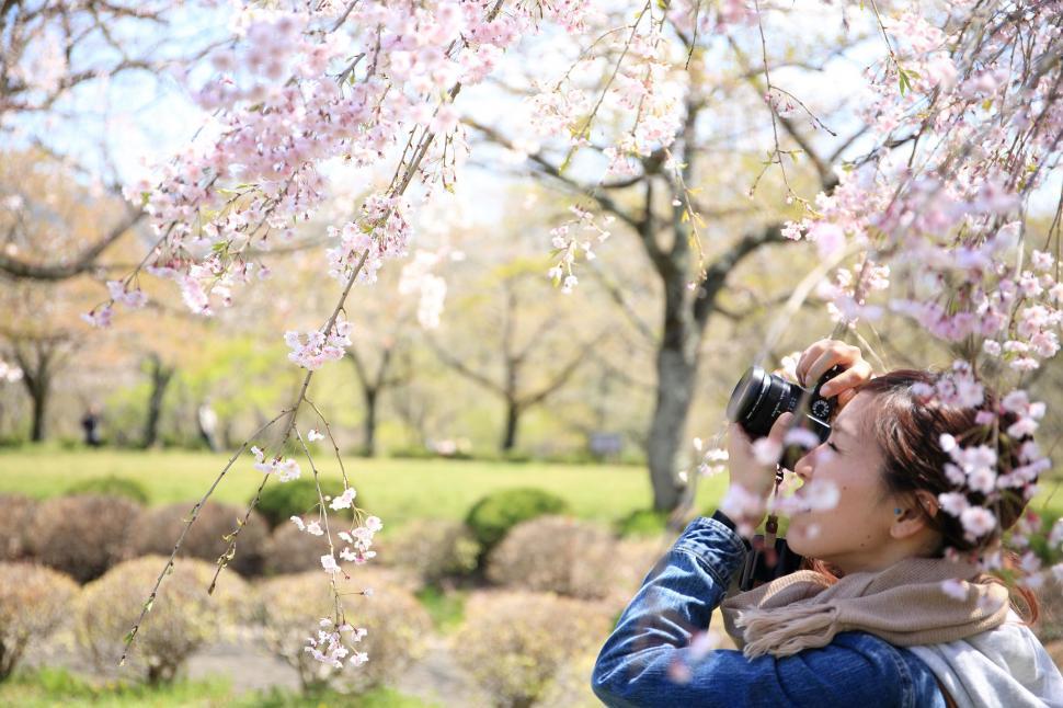 Free Image of Woman Taking a Picture of a Blossoming Tree 