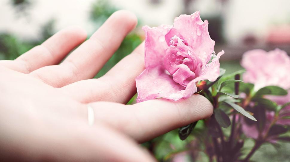 Free Image of Person Holding Pink Flower in Hand 