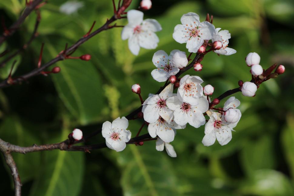 Free Image of Close-Up of White Flowers on Tree 