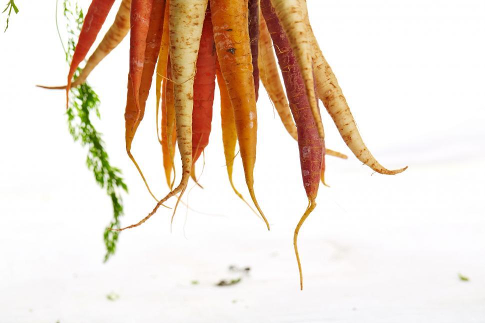 Free Image of Carrots Hanging From a Tree 