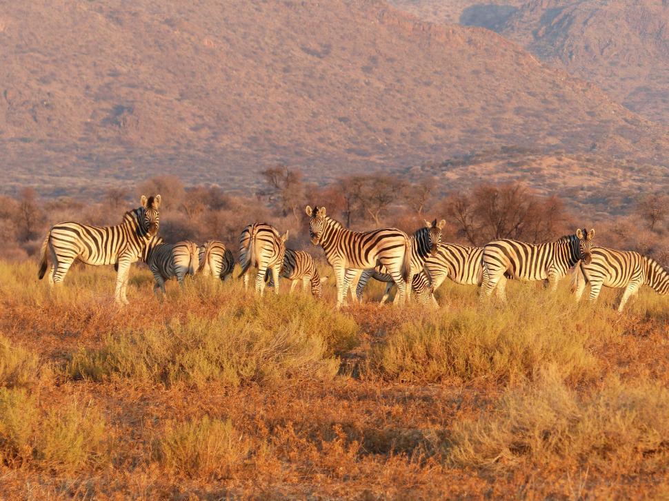 Free Image of A Herd of Zebra Walking Across a Dry Grass Covered Field 