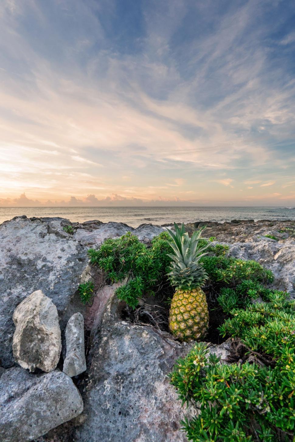 Free Image of Pineapple on Rock by Ocean 
