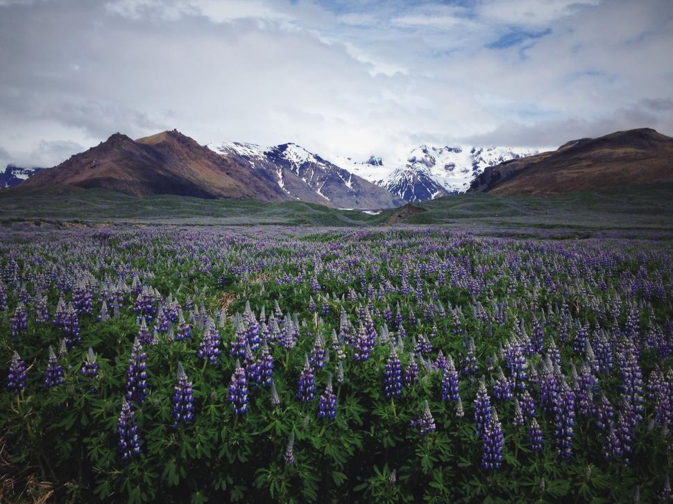 Free Image of Field of Flowers With Mountains in the Background 