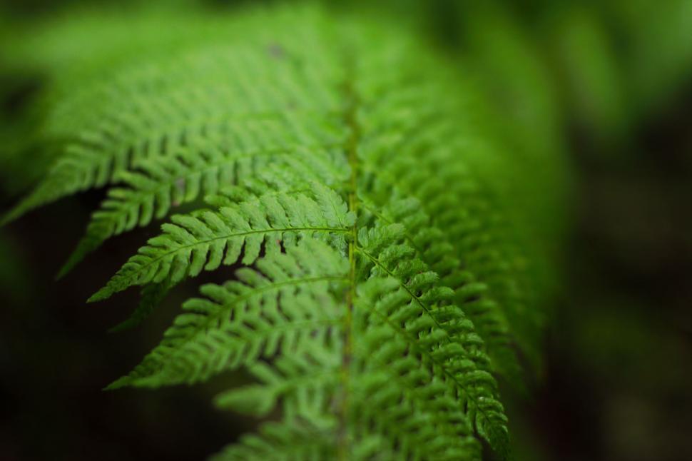 Free Image of Close Up of a Lush Green Plant With Abundant Leaves 
