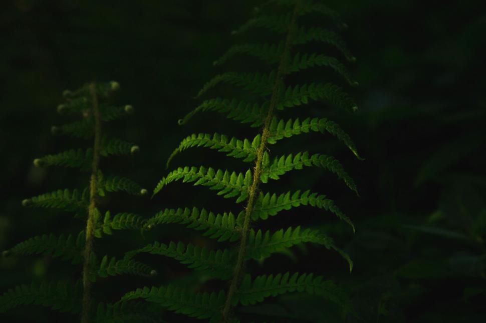 Free Image of Close Up of a Fern in the Dark 