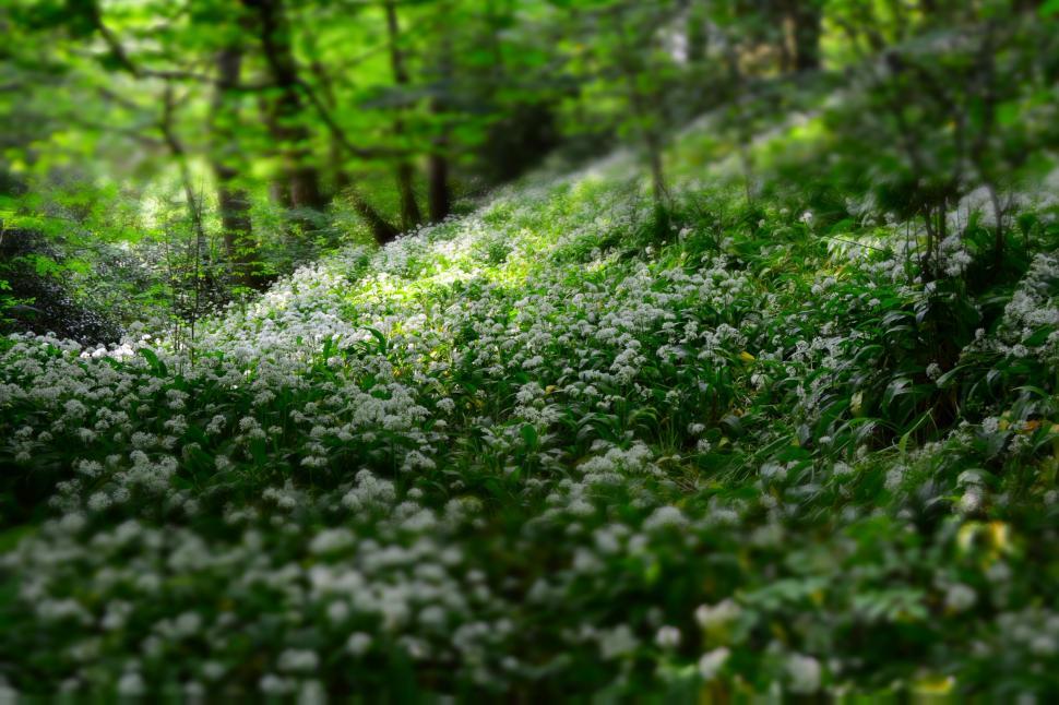 Free Image of Lush Green Forest With White Flowers 