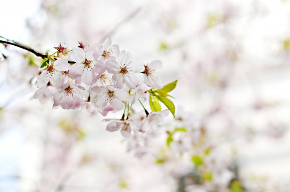Free Image of Blooming White Flowers on Tree Branch 