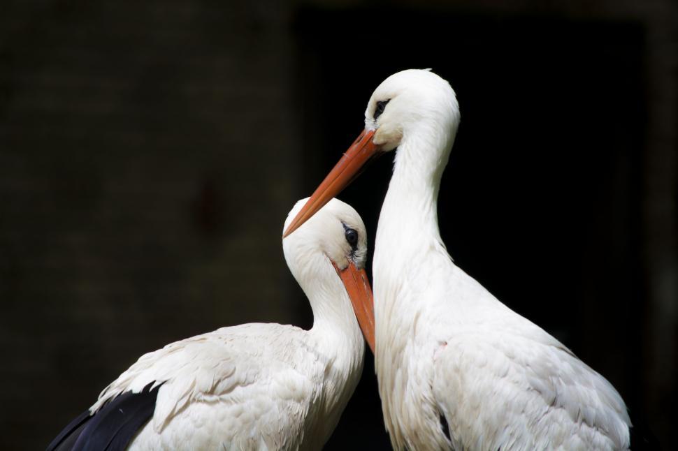 Free Image of Two White Birds Standing Next to Each Other 