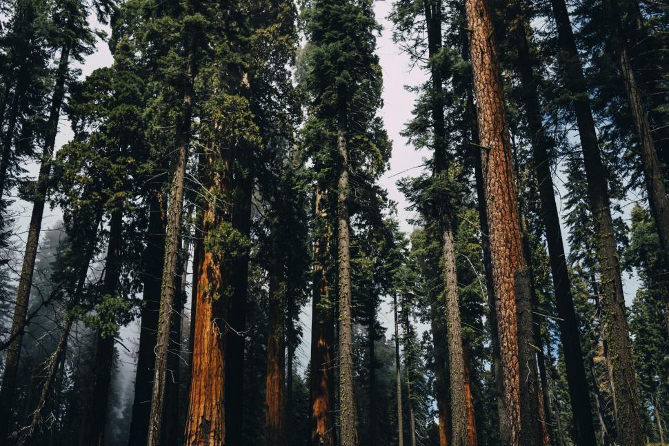 Free Image of Dense Forest With Tall Trees 