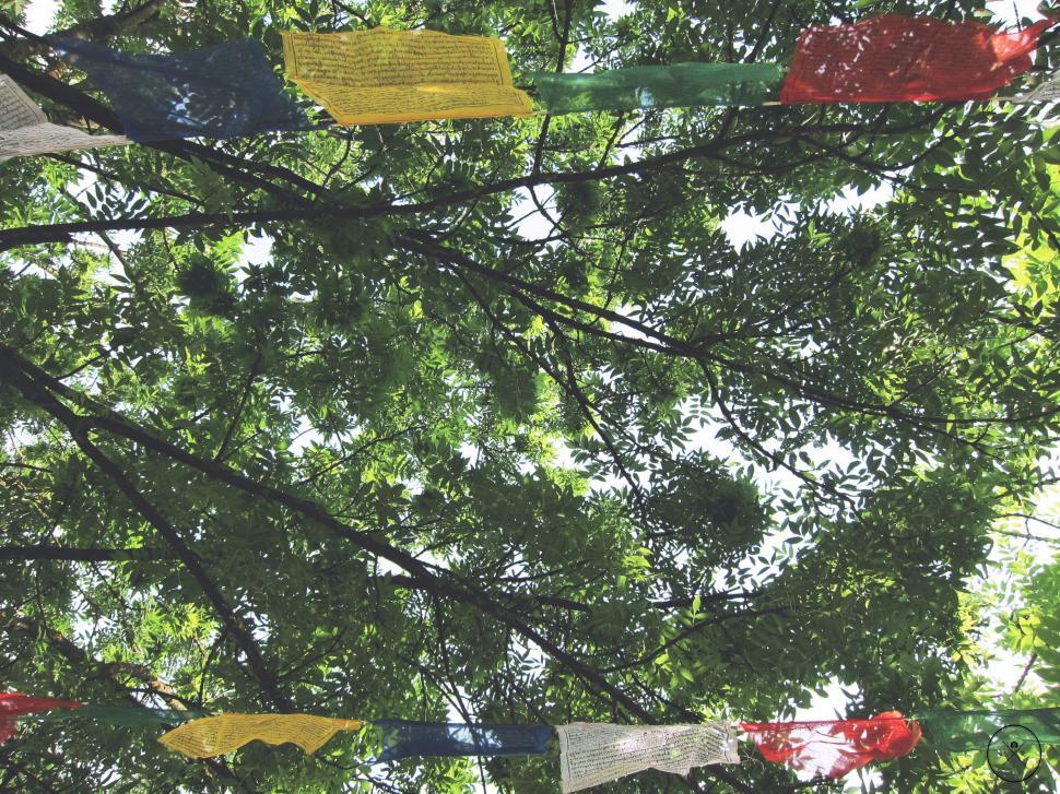 Free Image of Colorful Flags Hanging From a Tree 
