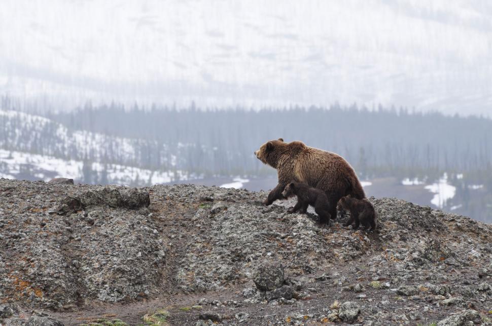 Free Image of Brown Bear Standing on Top of Rocky Hill 
