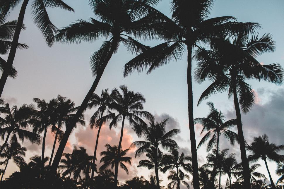 Free Image of Palm Trees Silhouetted Against Cloudy Sky 