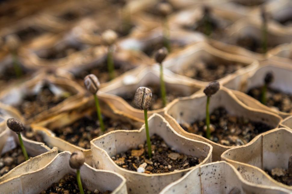 Free Image of Close Up of Seedlings in a Tray of Dirt 