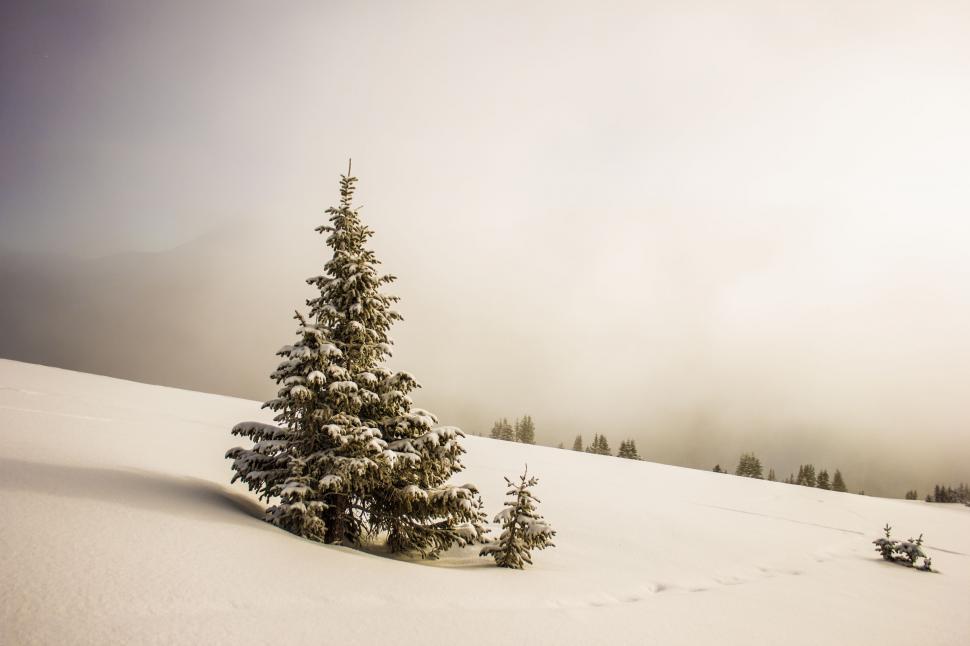 Free Image of Snow Covered Hill With Lone Tree 