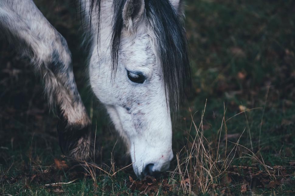 Free Image of Close Up of a Horse Grazing in a Field 