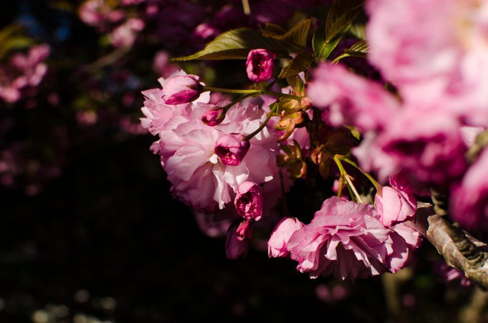 Free Image of Cluster of Pink Flowers Blooming on Tree 