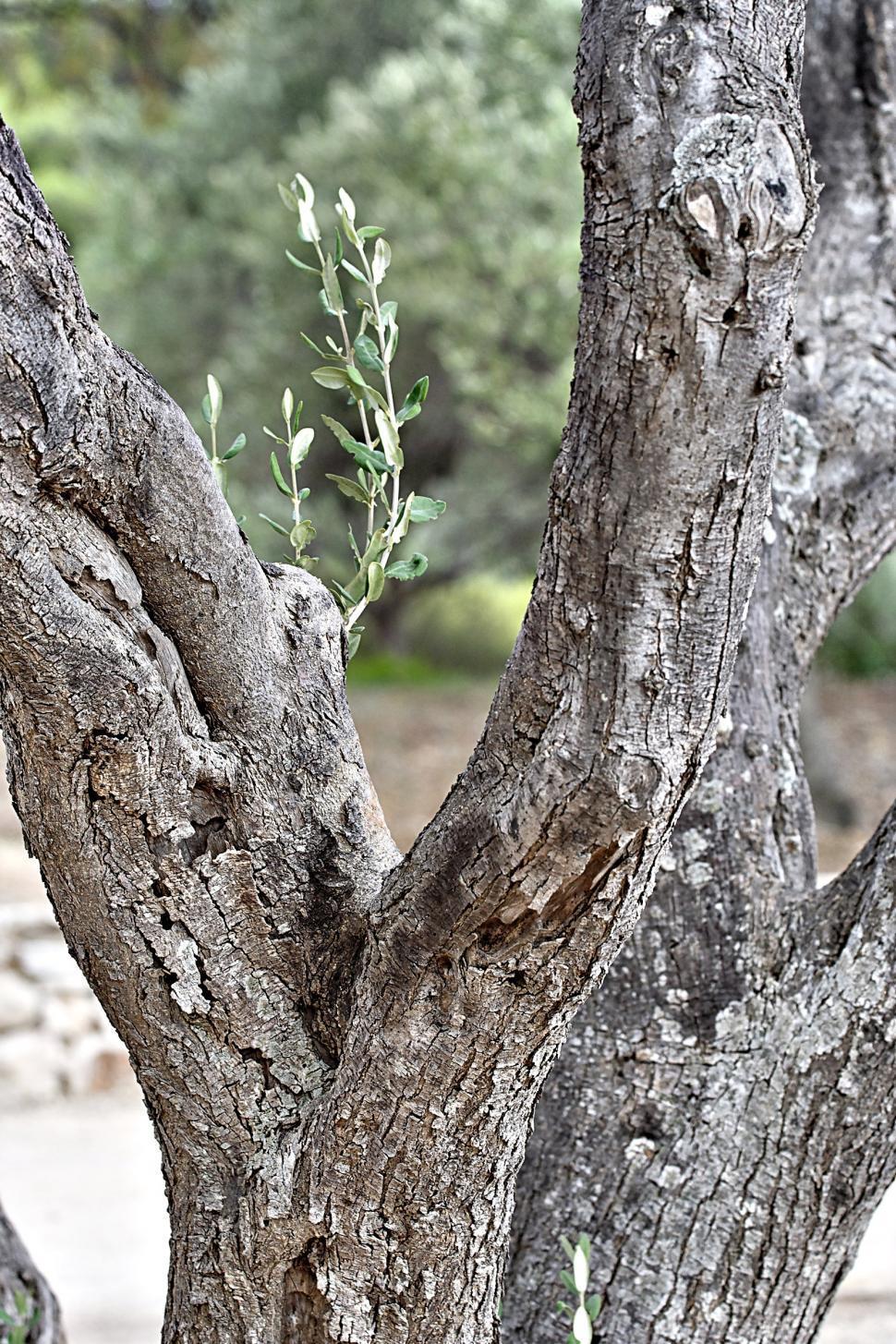 Free Image of Olive tree 