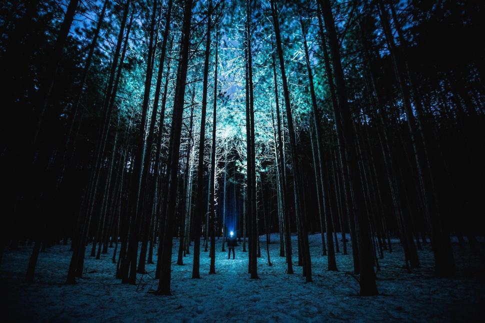 Free Image of Snow-Covered Forest in Winter 
