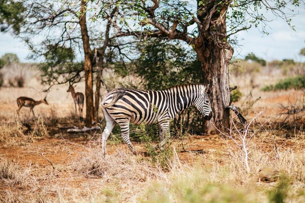 Free Image of Zebra Standing Next to Tree on Dry Grass Field 