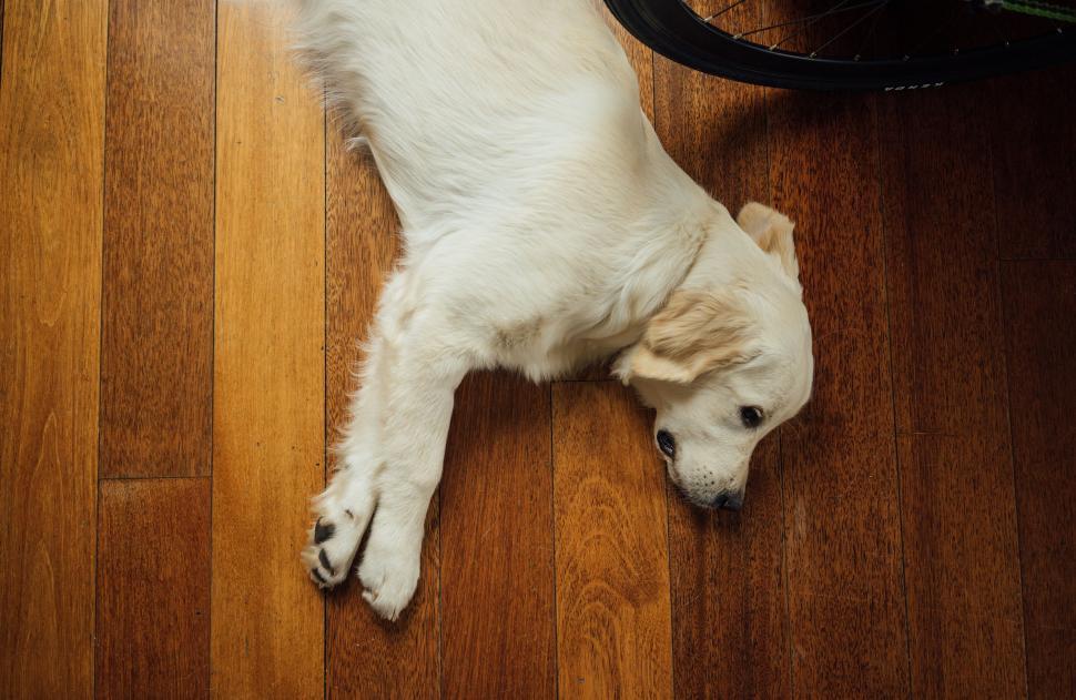 Free Image of Small White Dog Laying on Wooden Floor 