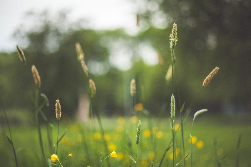 Free Image of Field of Grass With Yellow Flowers 