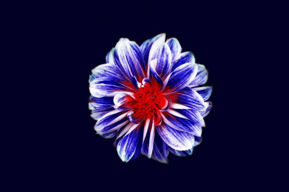 Free Image of Blue and White Flower With Red Center 