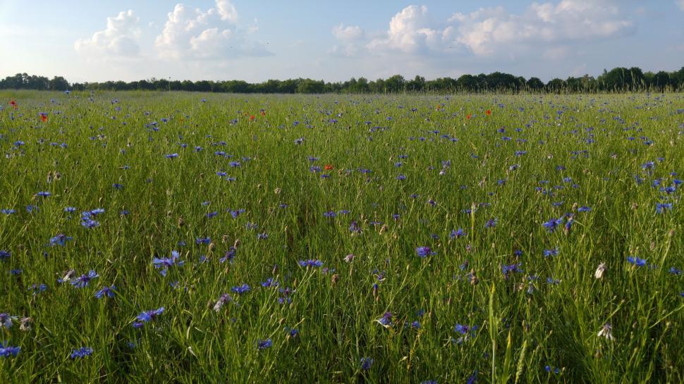 Free Image of Field of Blue Flowers Under Cloudy Sky 