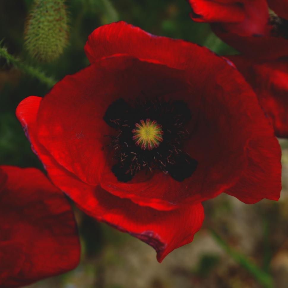 Free Image of Close Up of a Red Flower on a Plant 