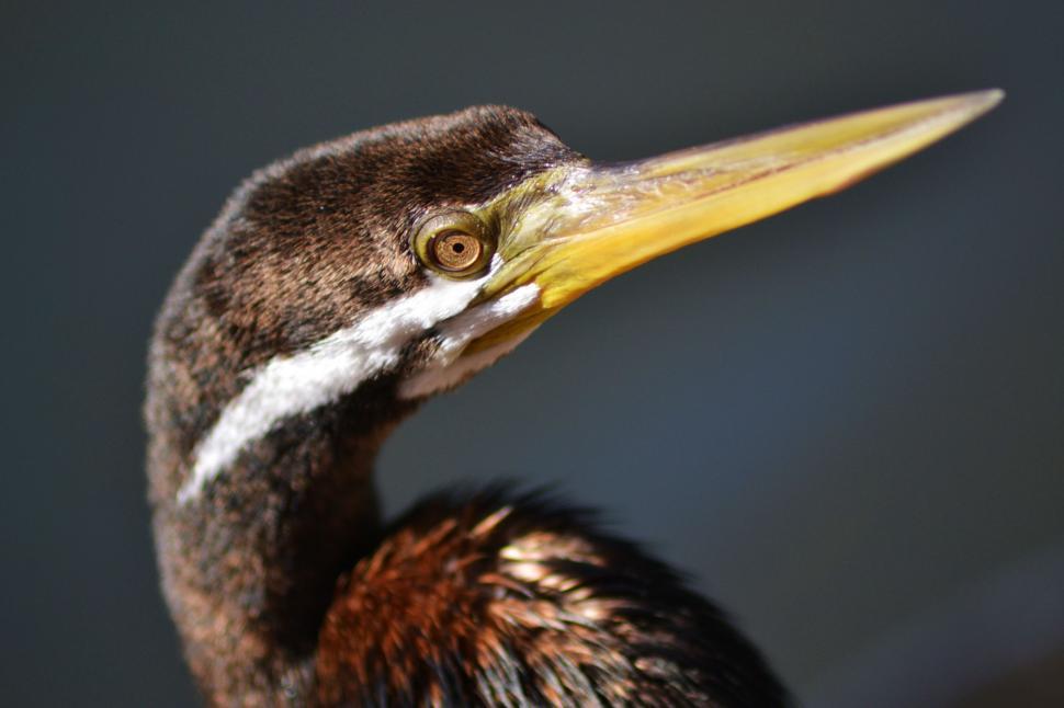 Free Image of Close Up of Bird With Long Beak 